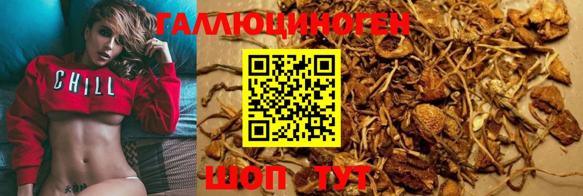 Воткинск  Псилоцибиновые грибы Cubensis  Вход с VPN 